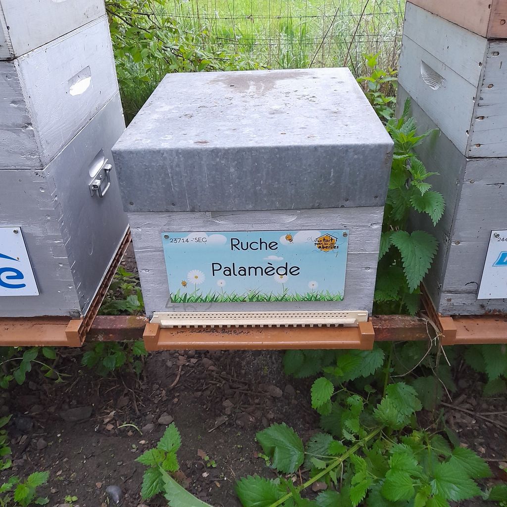La ruche Palamède