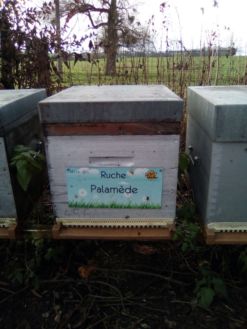 La ruche Palamède