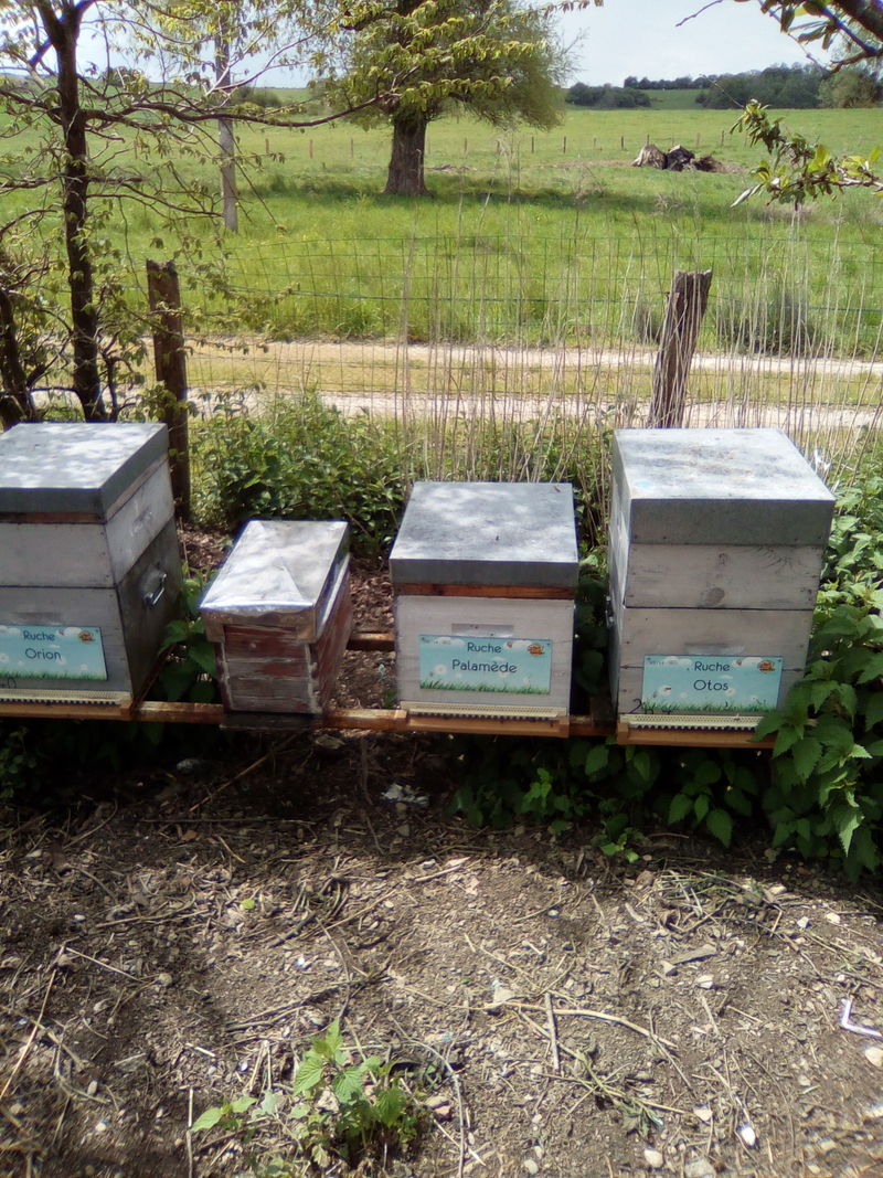 La ruche Palamède