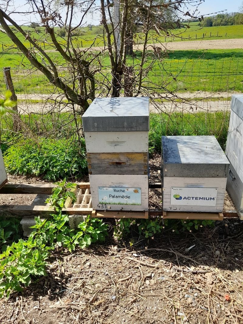 La ruche Palamède
