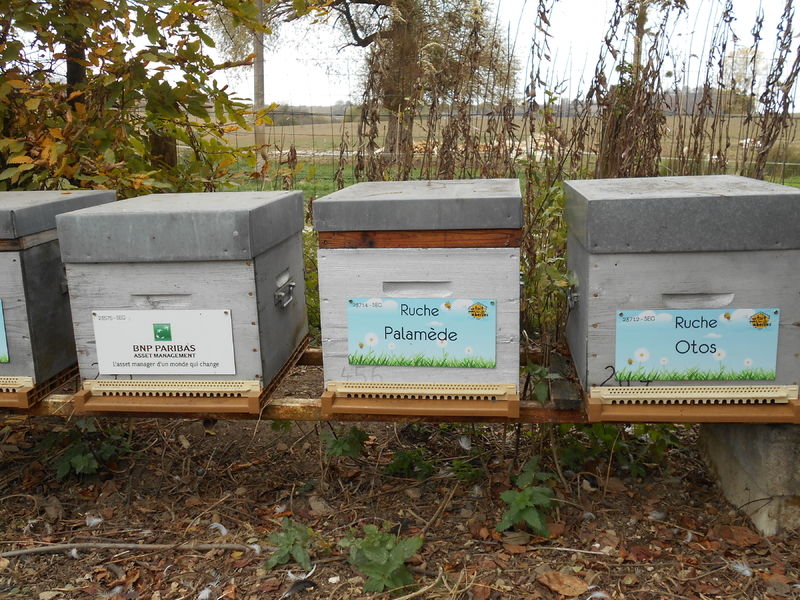 La ruche Palamède