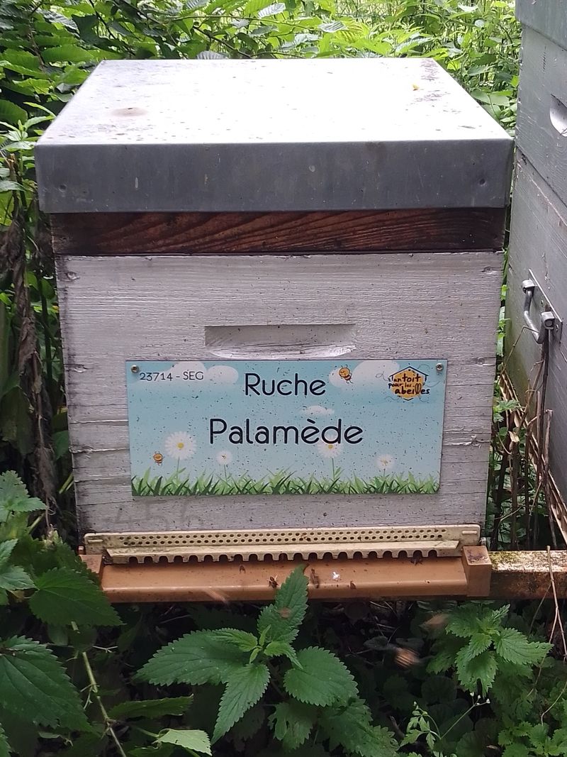 La ruche Palamède