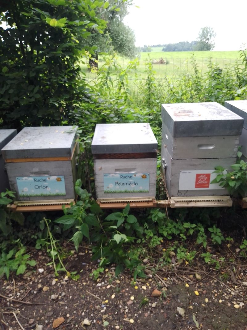 La ruche Palamède