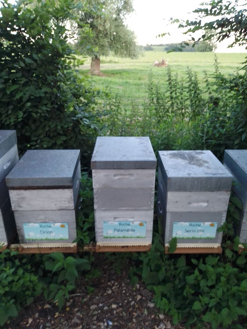 La ruche Palamède