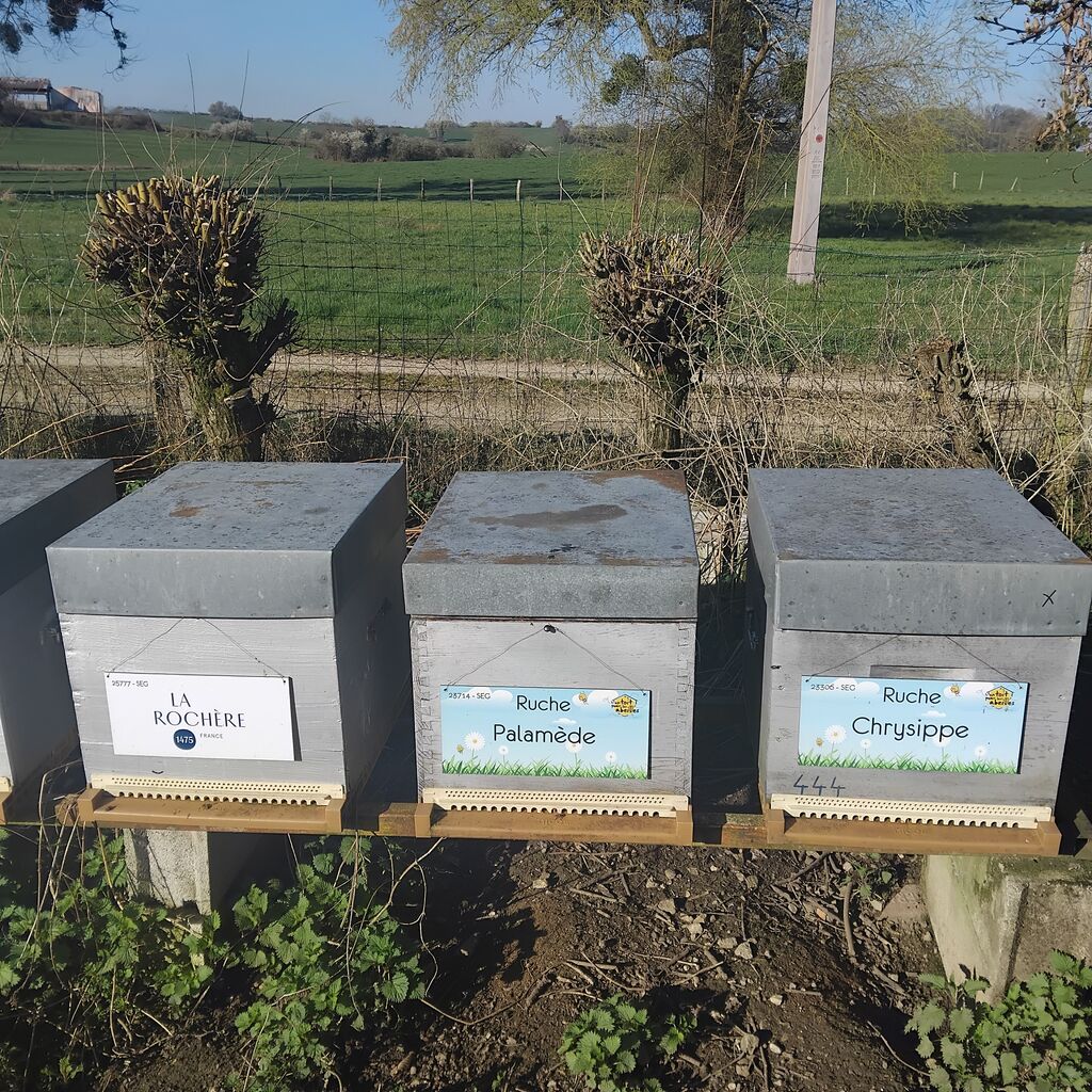 La ruche Palamède