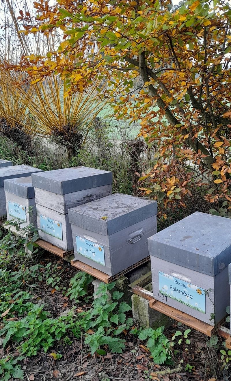 La ruche Palamède
