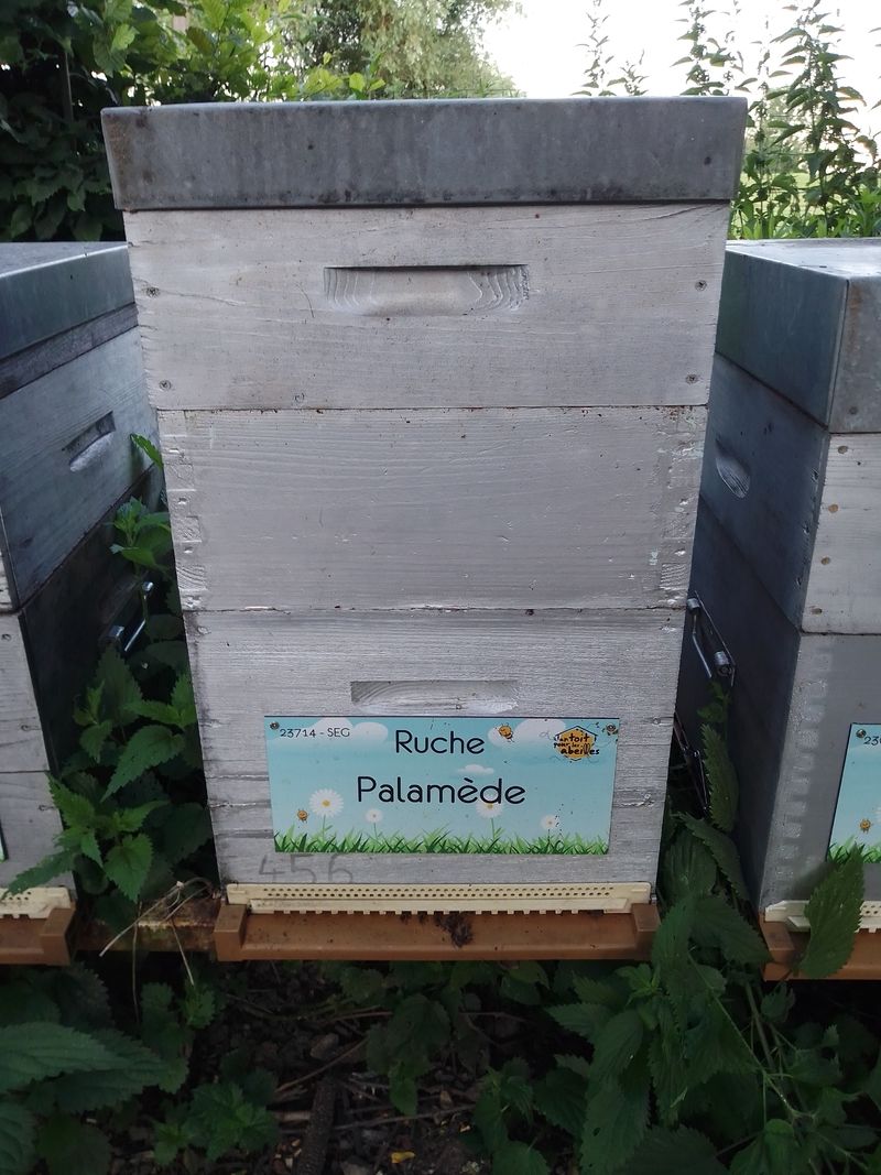 La ruche Palamède