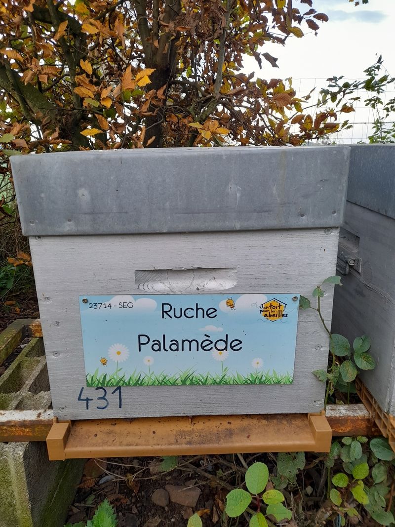 La ruche Palamède