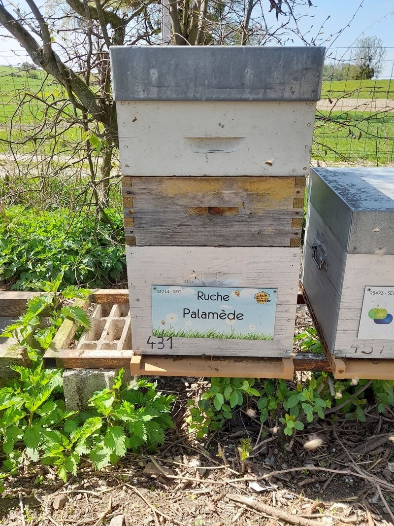 La ruche Palamède