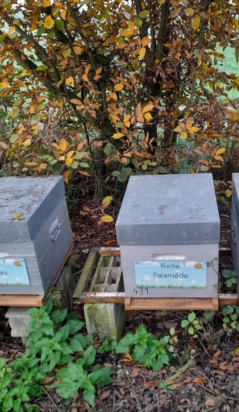 La ruche Palamède