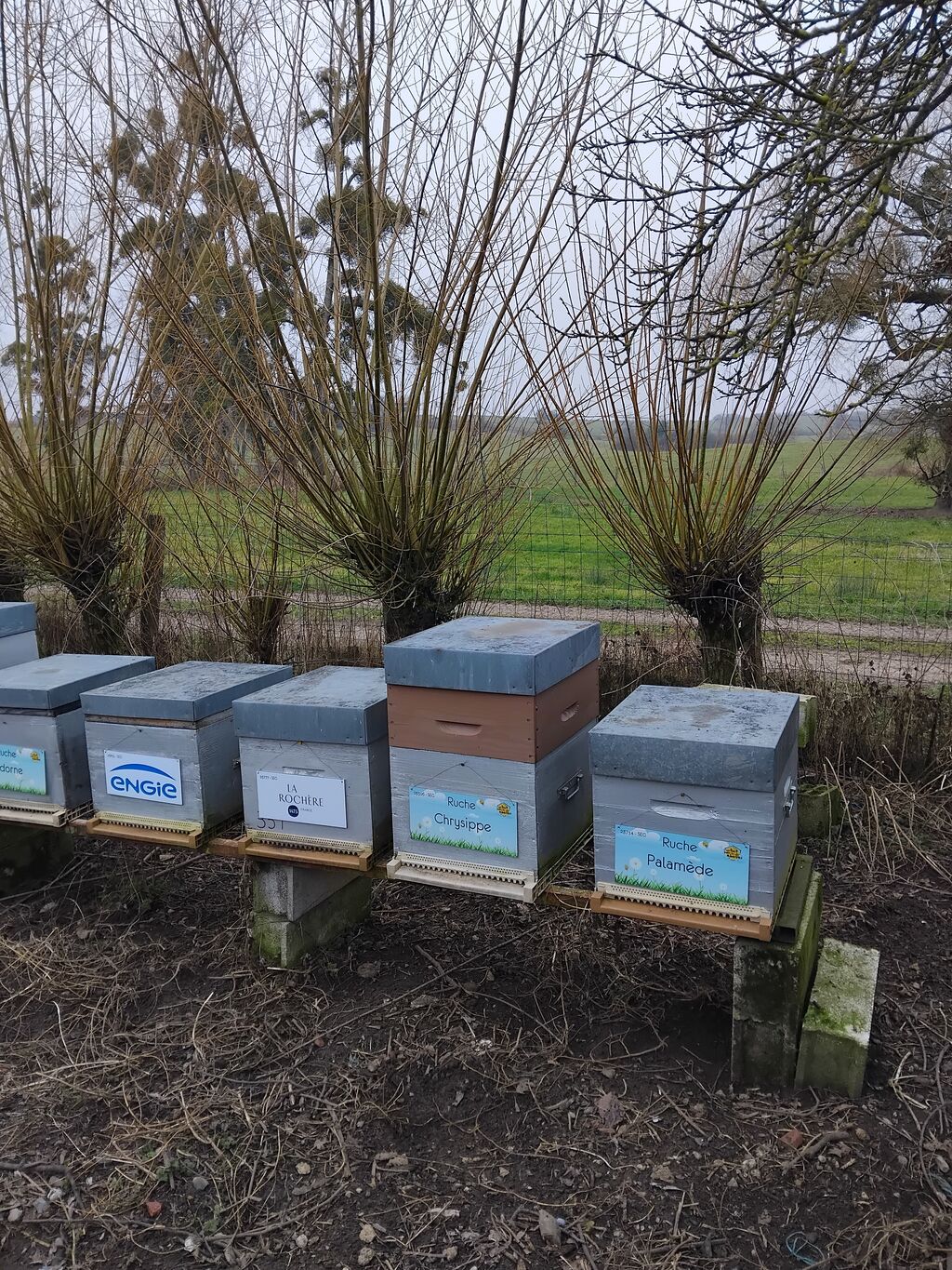 La ruche Palamède