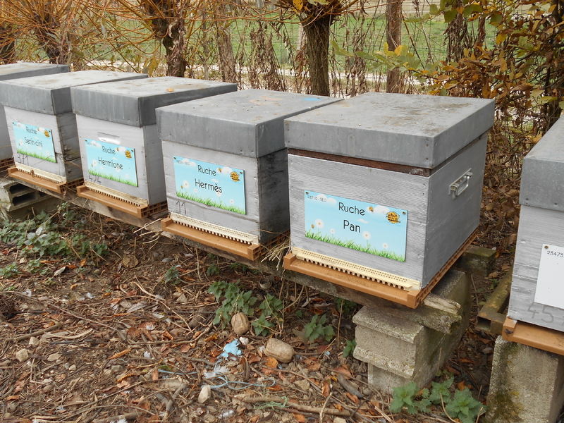 La ruche Pan
