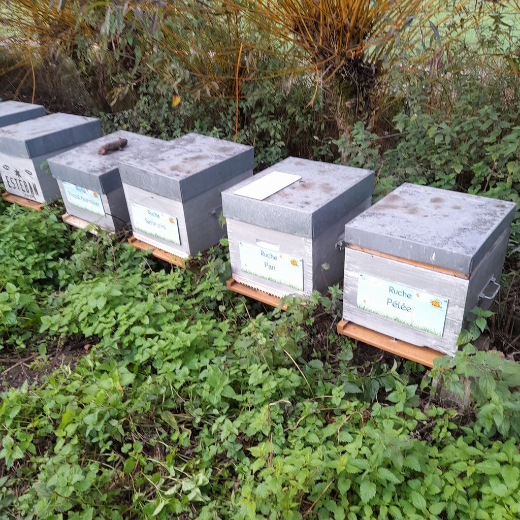 La ruche Pan