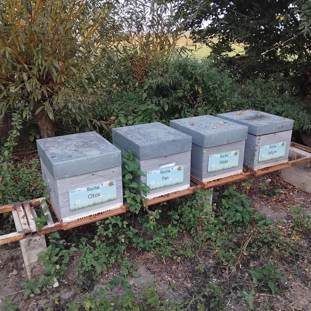 La ruche Pan