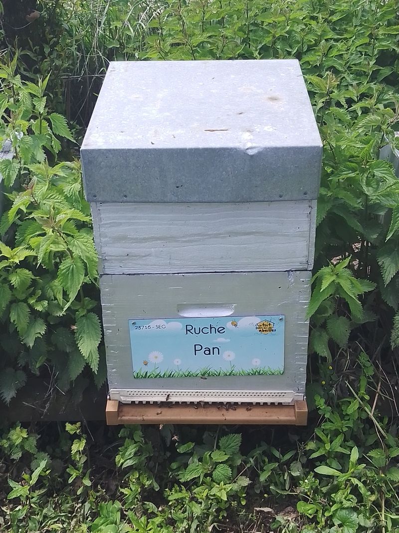 La ruche Pan