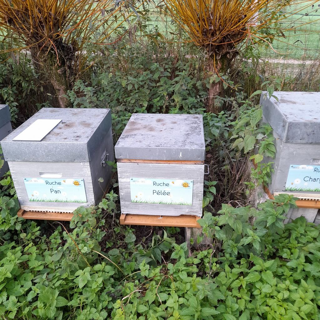 La ruche Pan