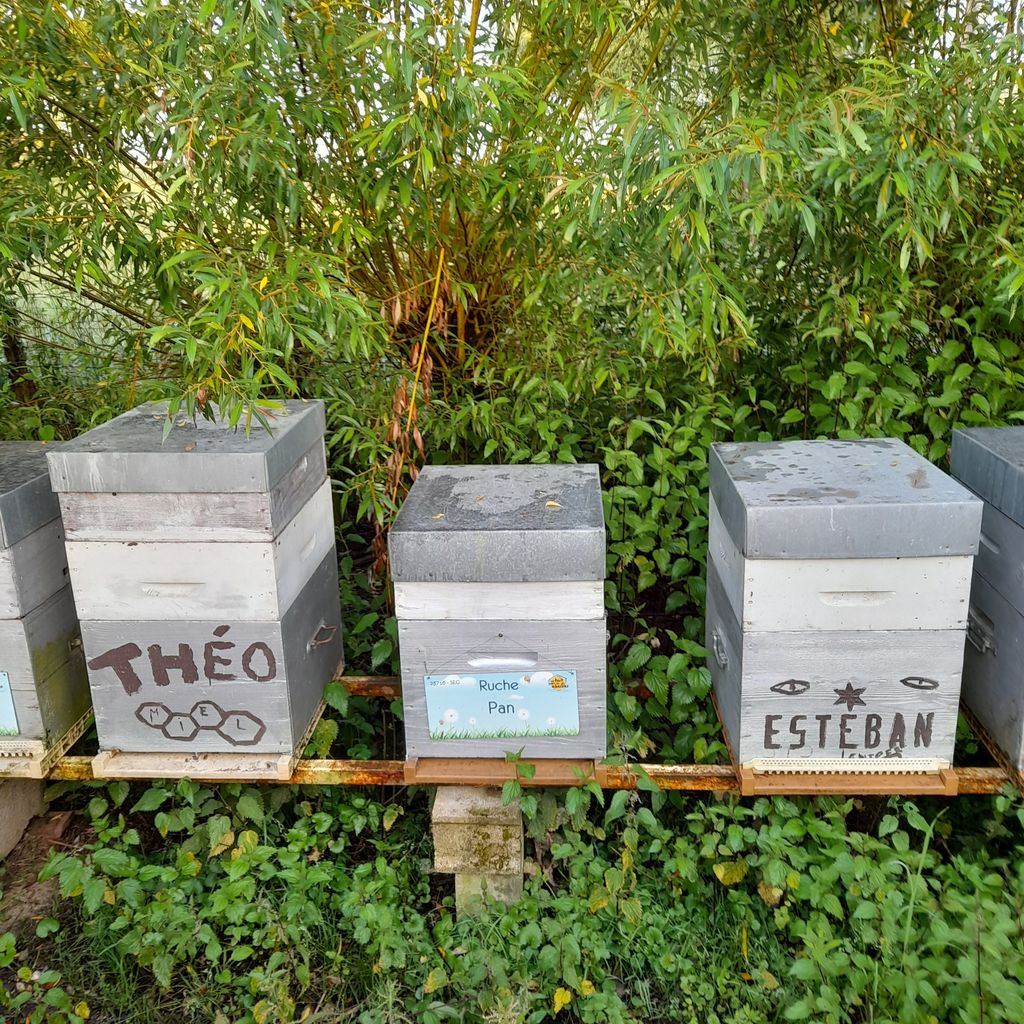 La ruche Pan