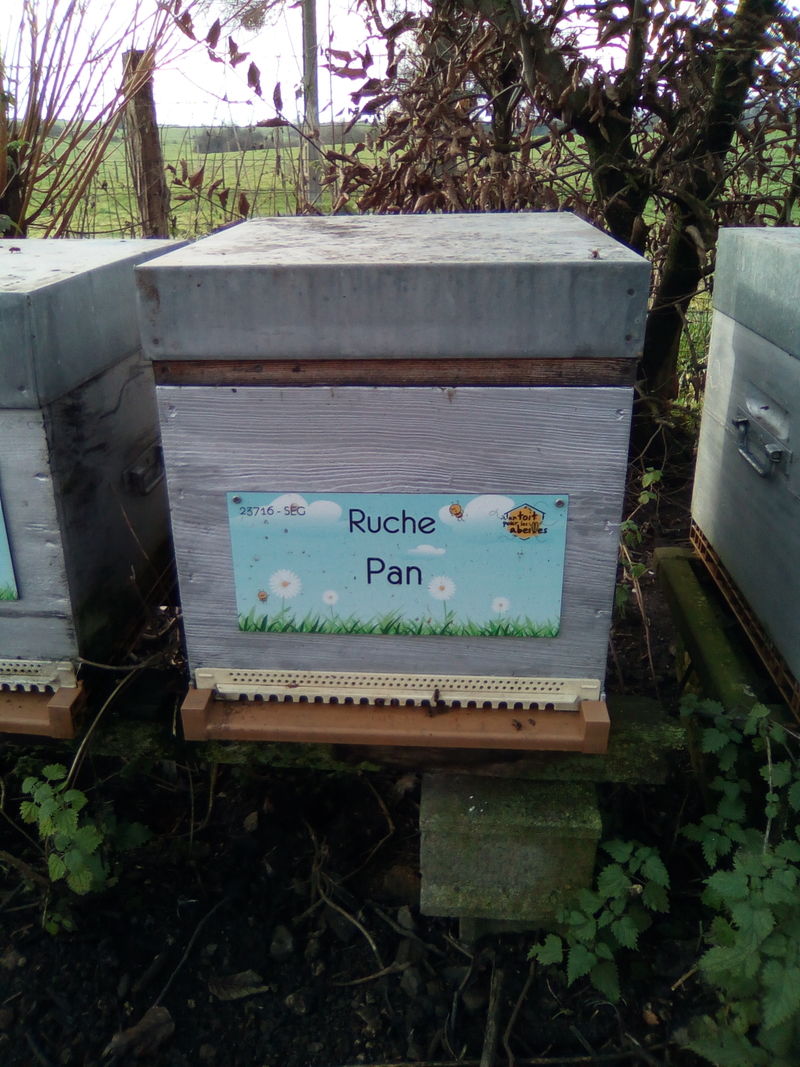 La ruche Pan