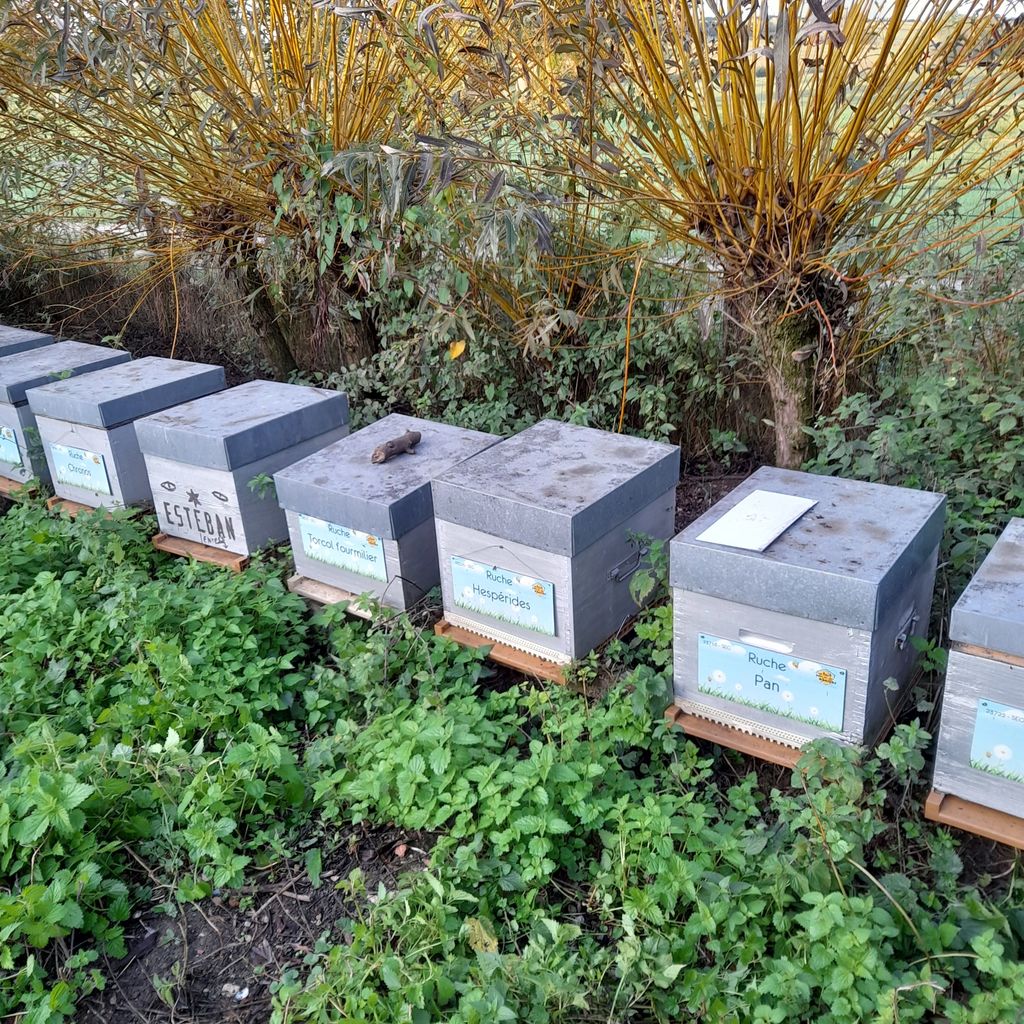 La ruche Pan