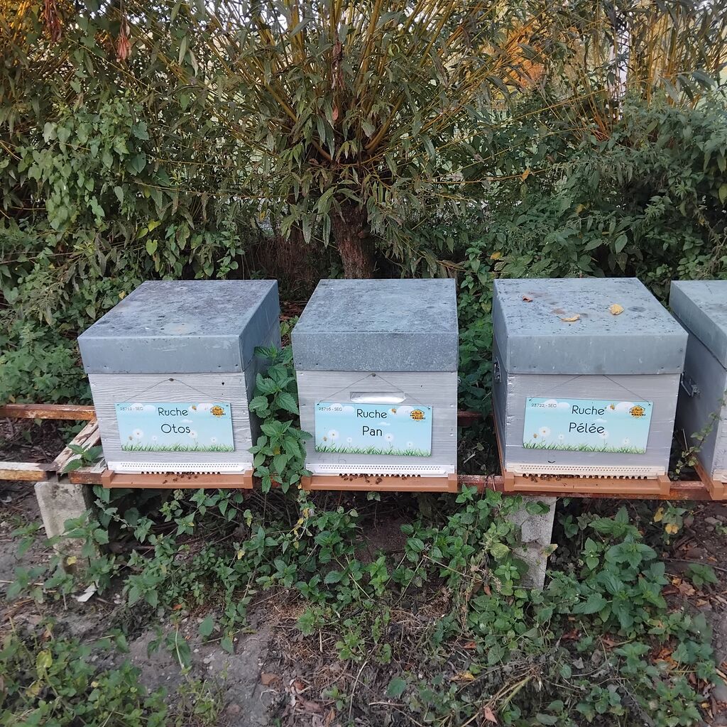 La ruche Pan
