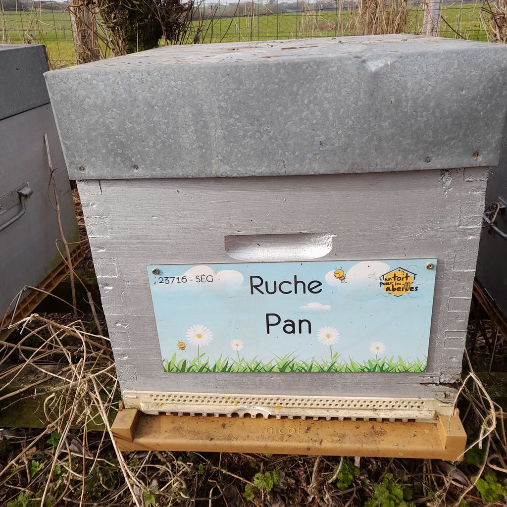 La ruche Pan