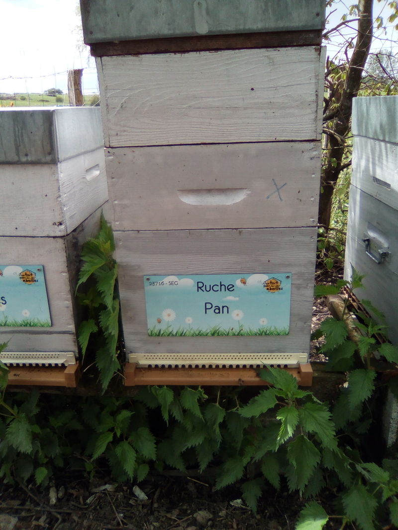 La ruche Pan