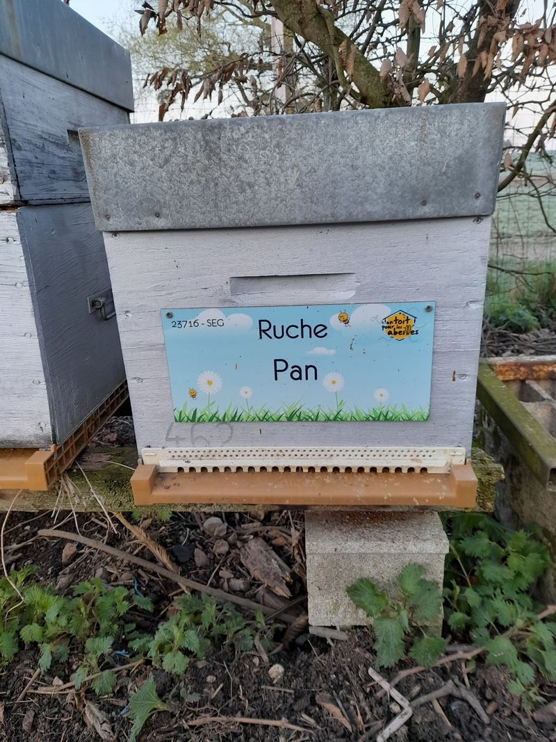 La ruche Pan