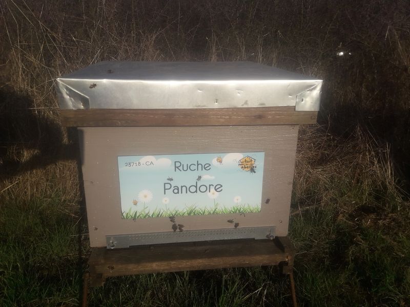 La ruche