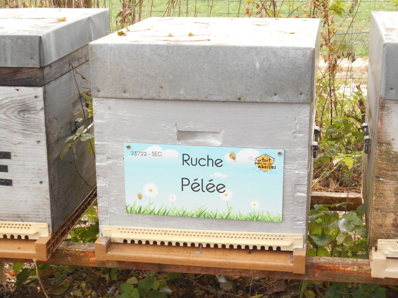 La ruche