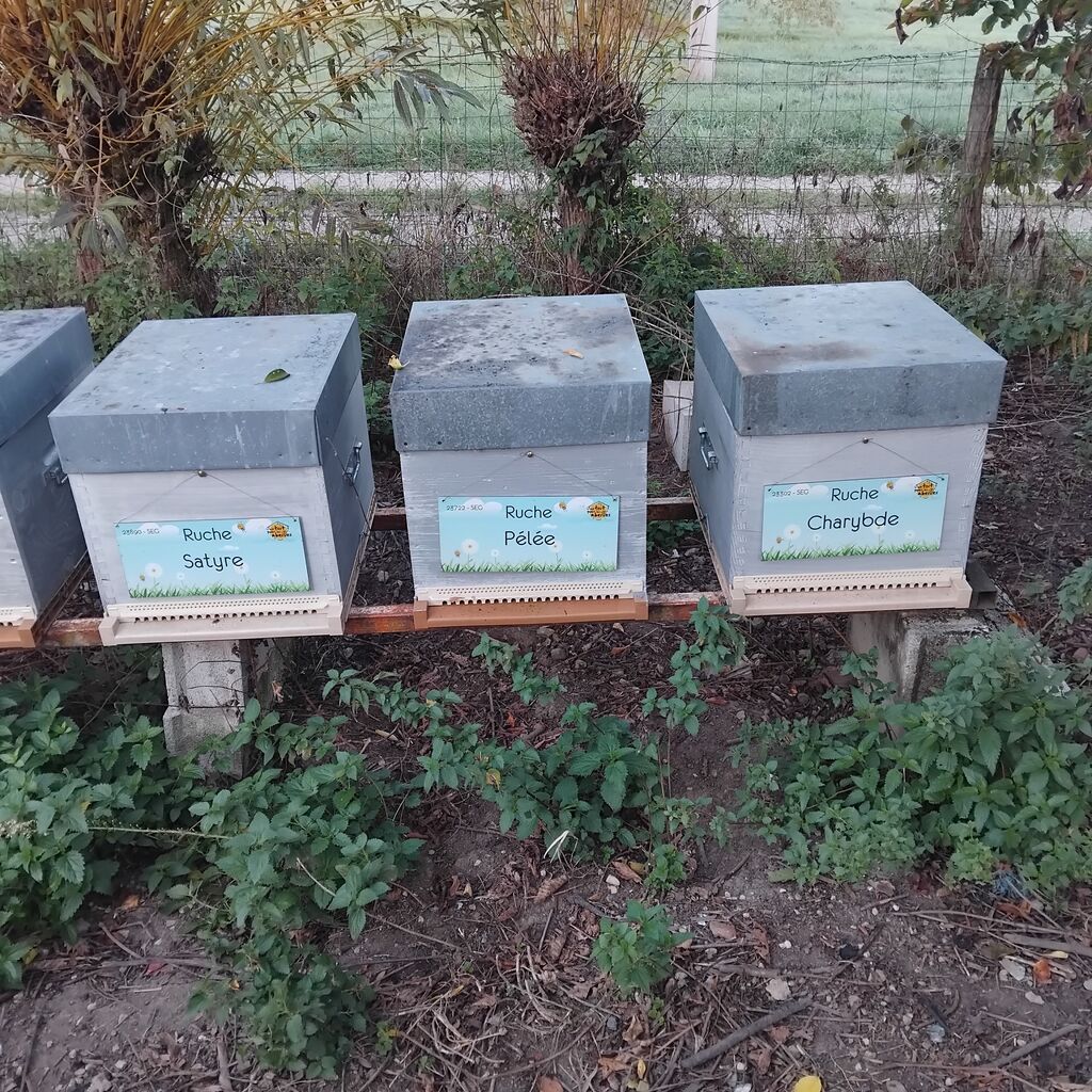 La ruche Pélée