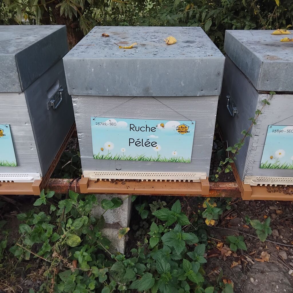 La ruche Pélée