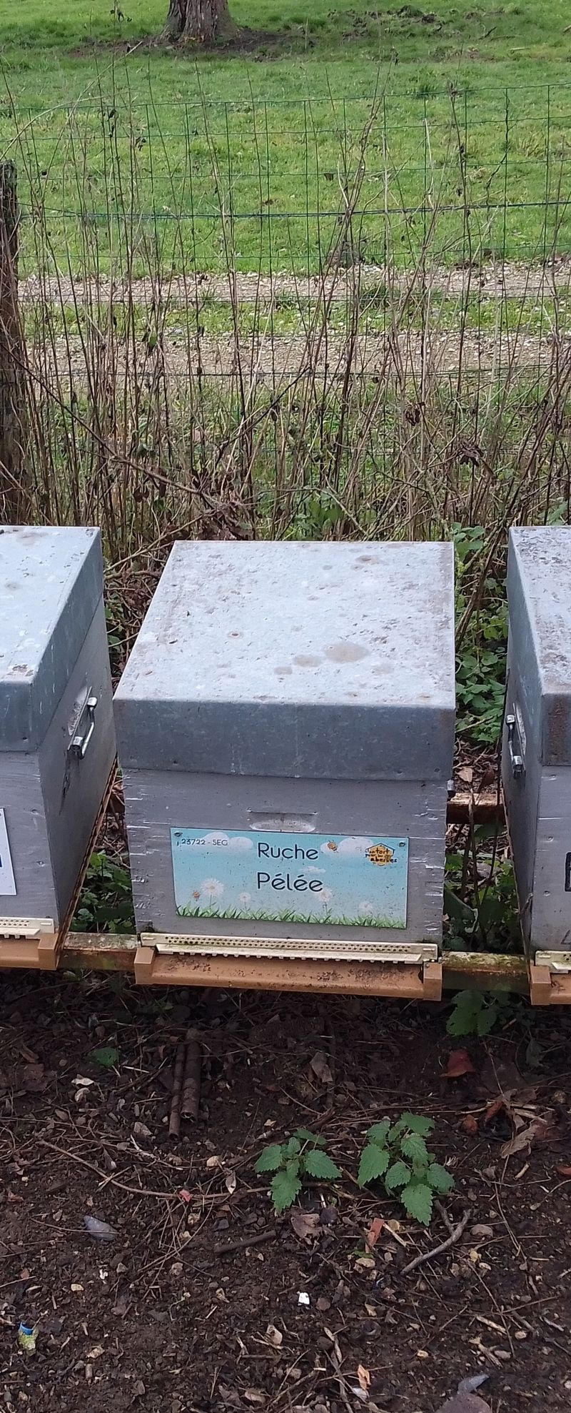 La ruche Pélée