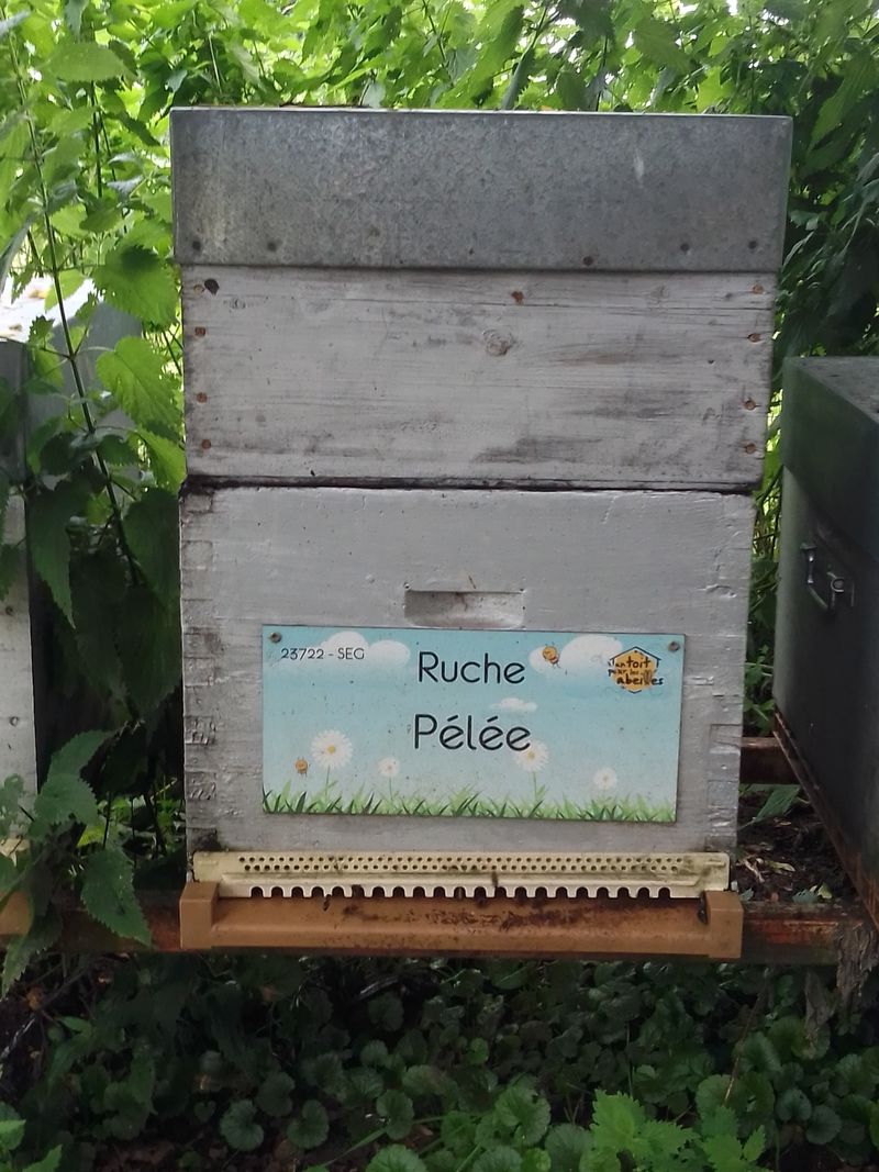 La ruche Pélée