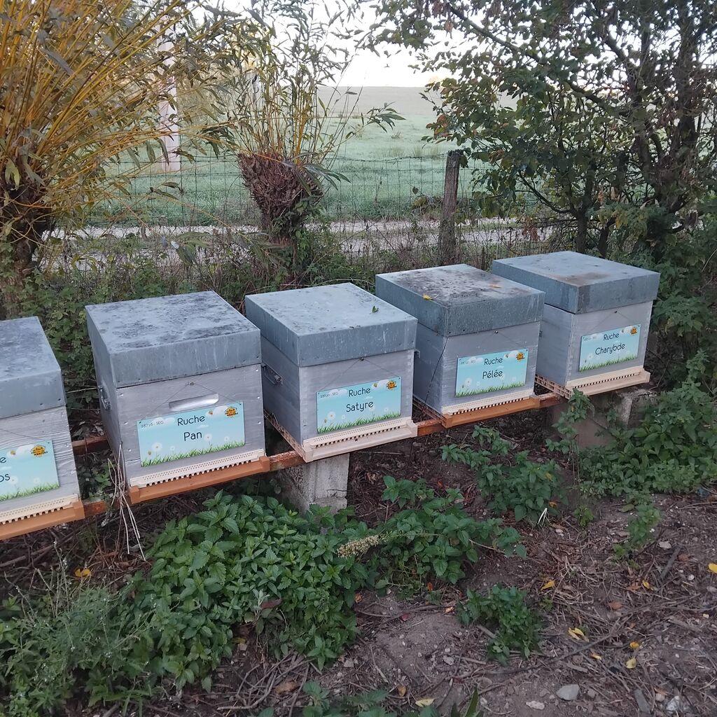 La ruche Pélée