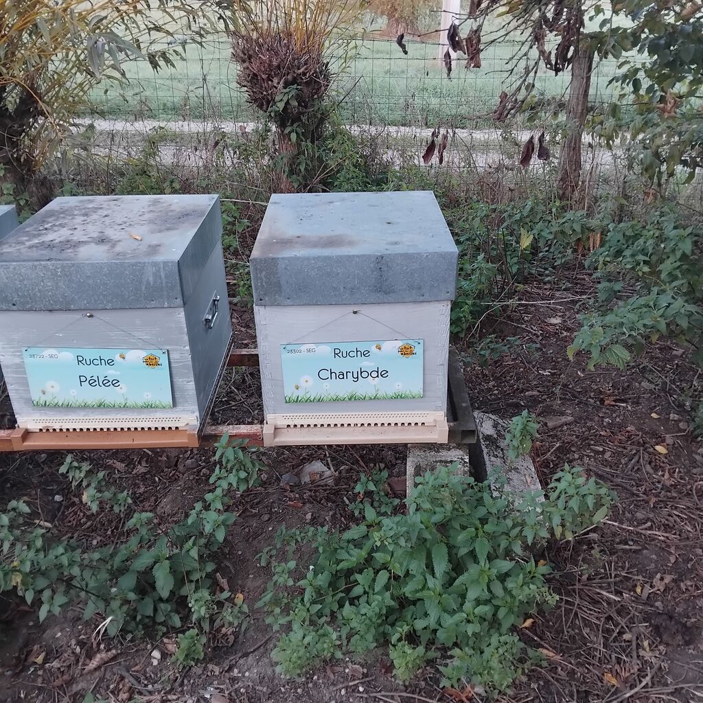 La ruche Pélée