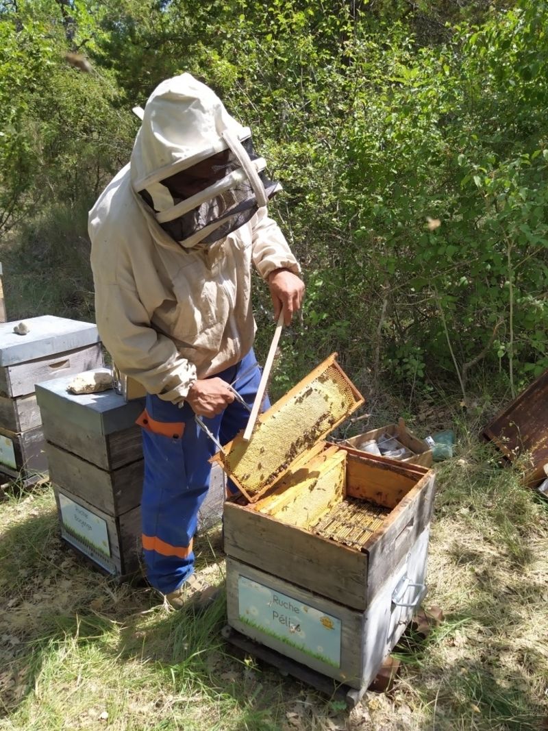 La ruche Pélias