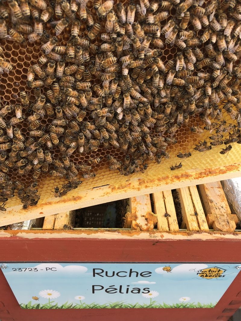 La ruche Pélias