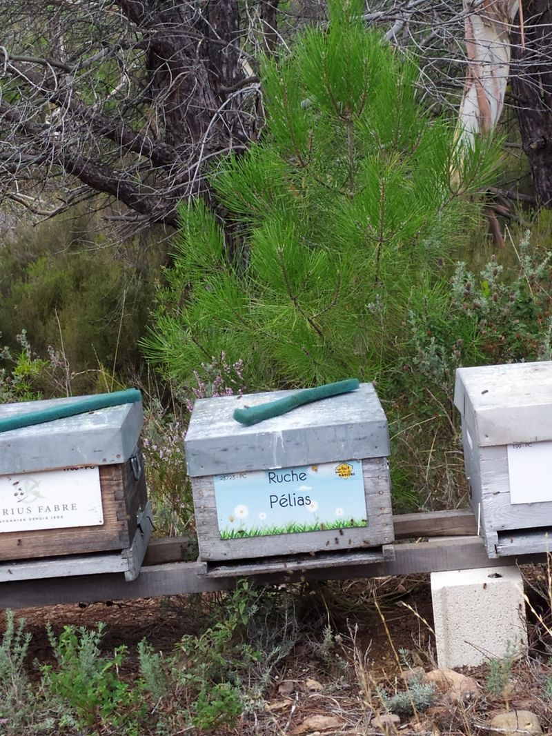 La ruche Pélias