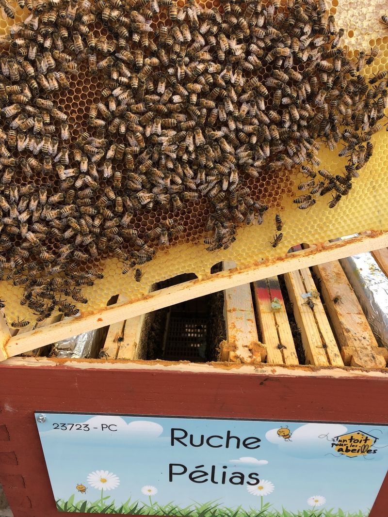 La ruche Pélias