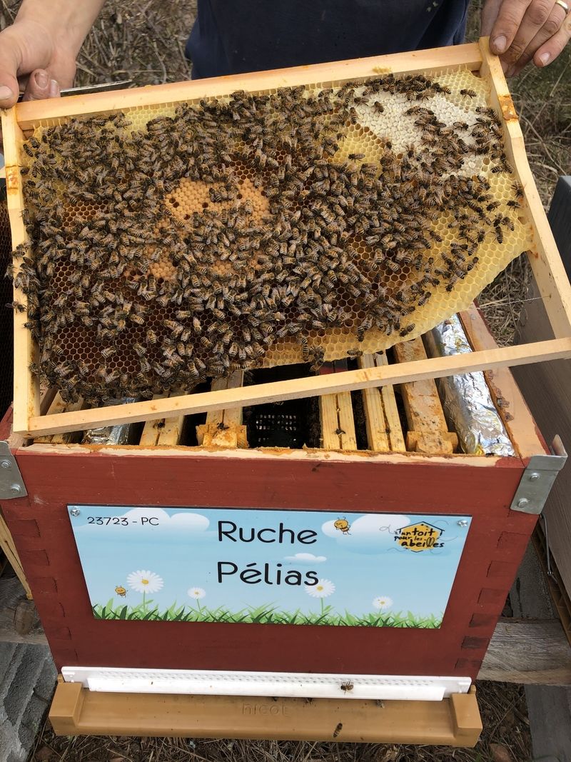 La ruche Pélias