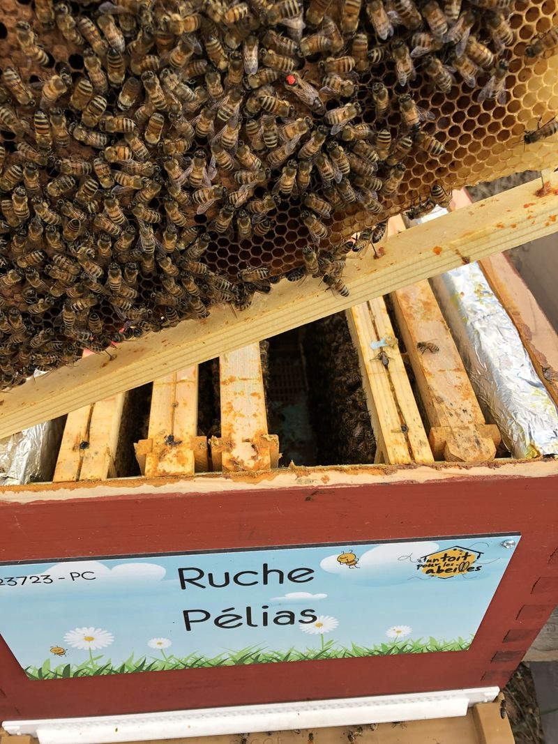 La ruche Pélias