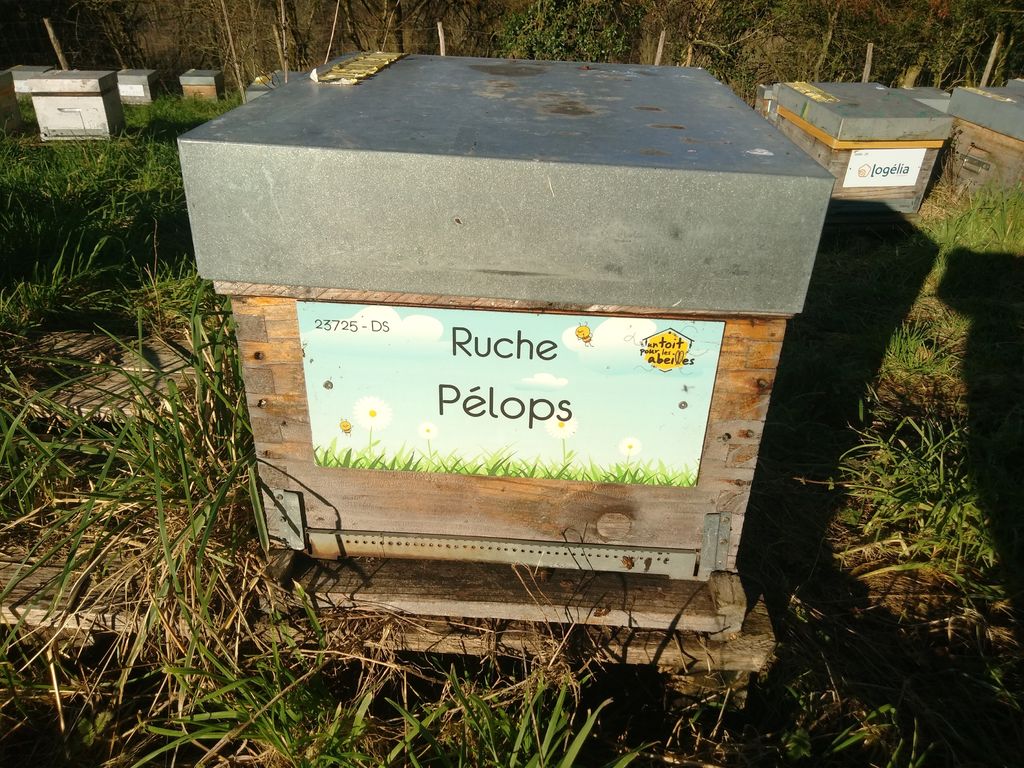 La ruche Pélops