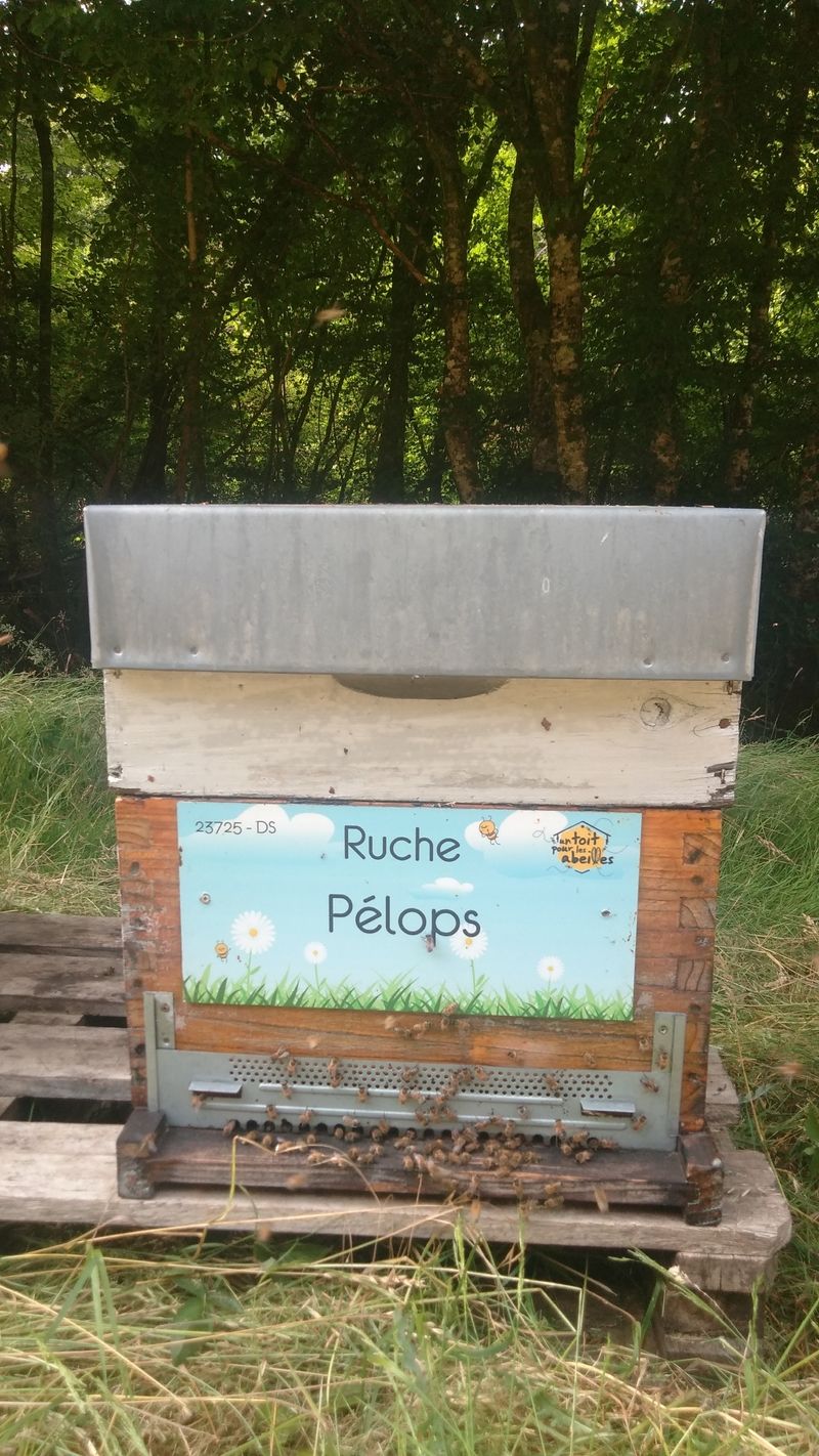 La ruche Pélops