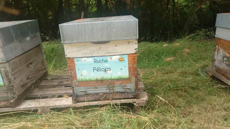 La ruche Pélops