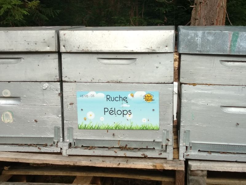 La ruche Pélops
