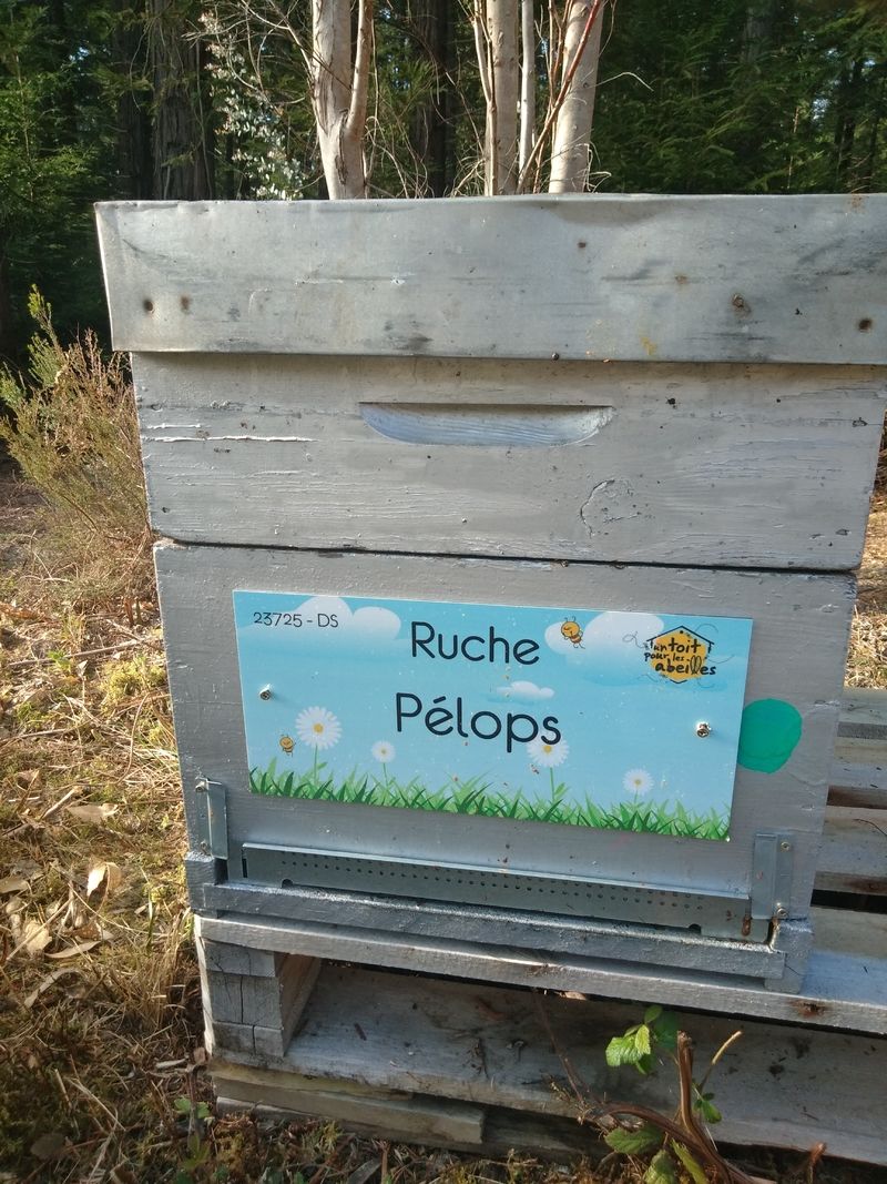 La ruche Pélops