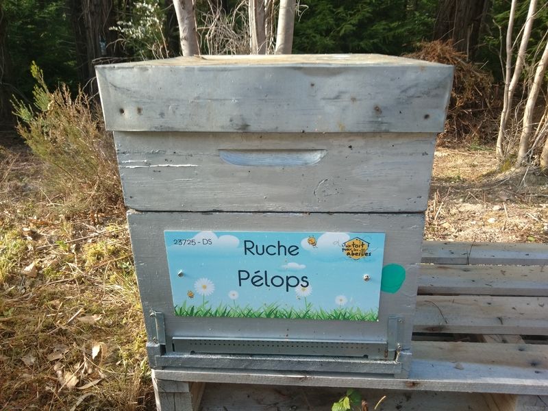 La ruche Pélops