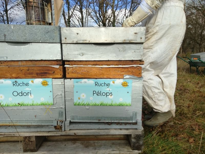 La ruche Pélops
