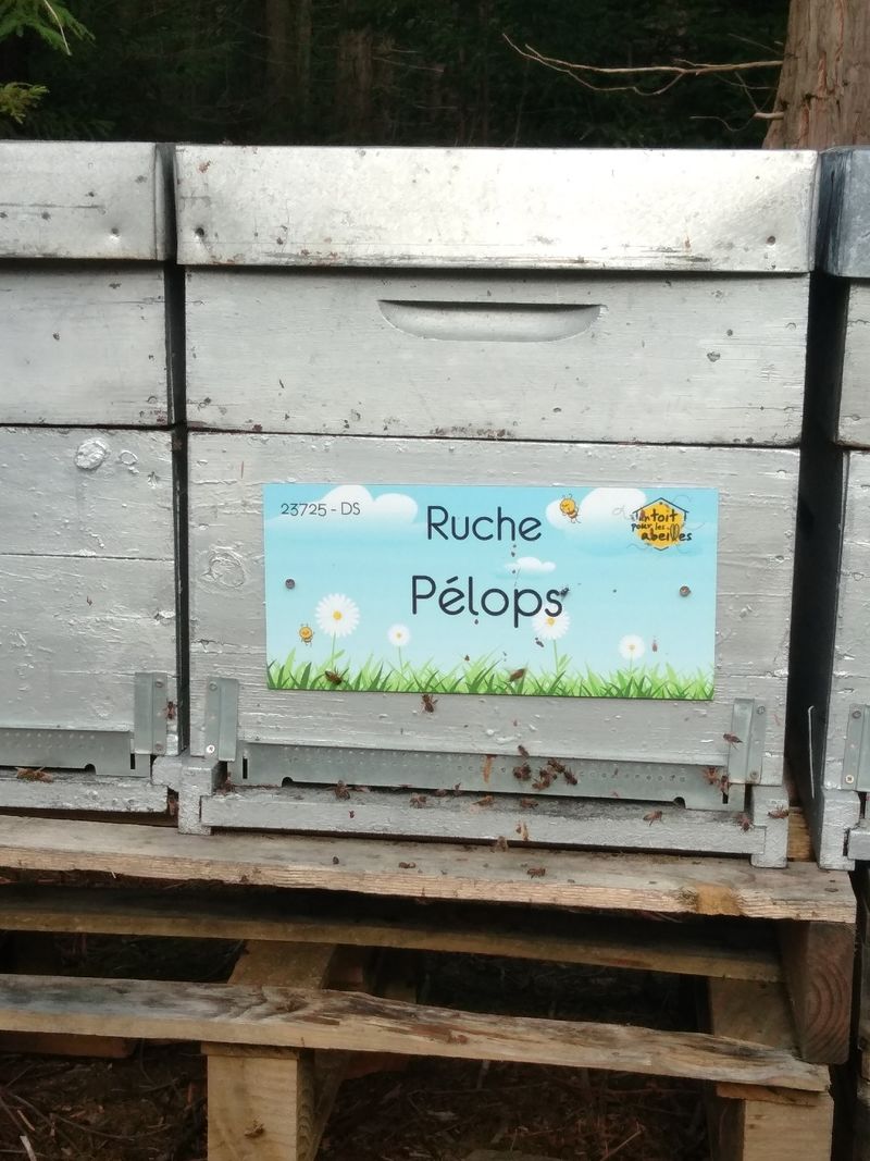 La ruche Pélops