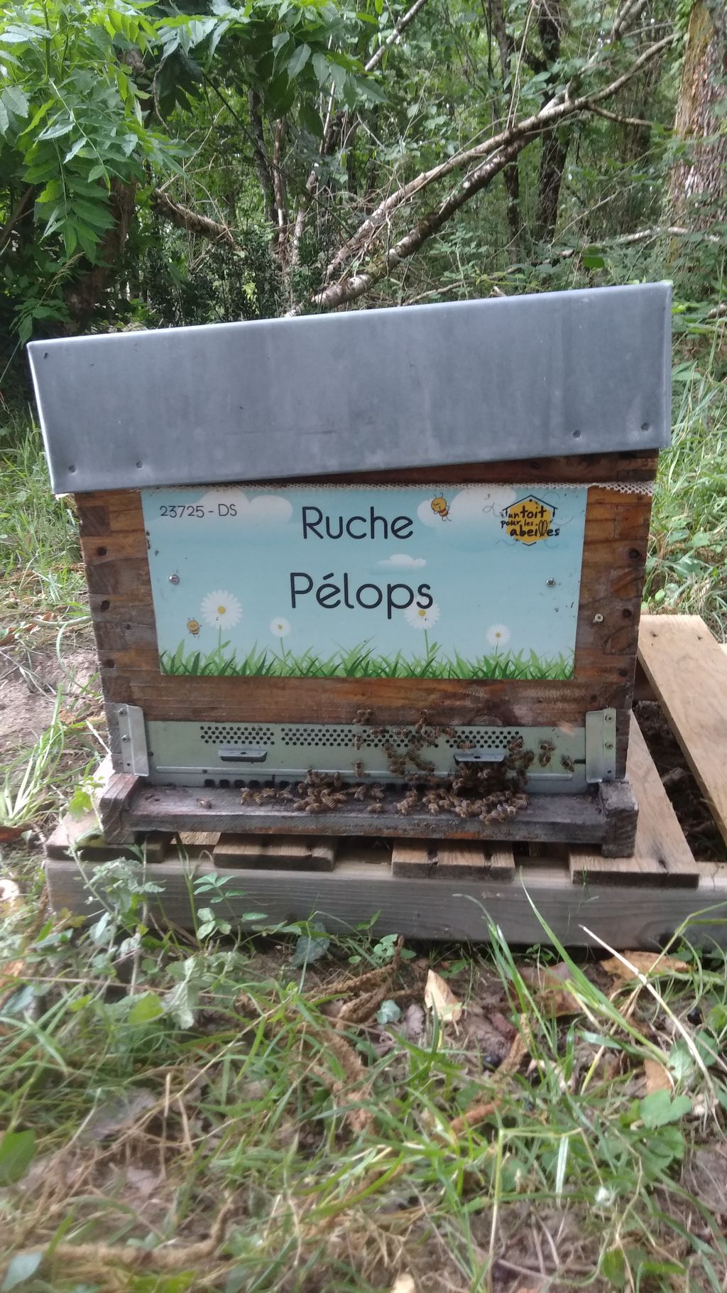 La ruche Pélops
